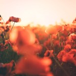 Remembrance Day: Ways to Support Local Veterans
